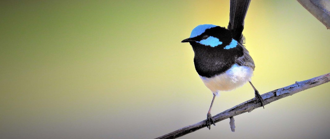 Superb Fairy-wrens in Glebe